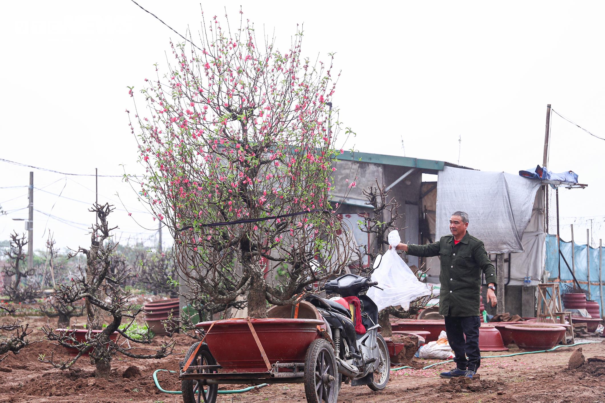 Những ngày này, không khí lao động tại làng đào Nhật Tân sôi động chẳng kém thời điểm cận Tết. Các gốc đào từng được đưa đi trưng xuân nay lần lượt trở về vườn, được trồng lại xuống đất, cắt tỉa và chăm sóc kỹ lưỡng để phục hồi sức cây.