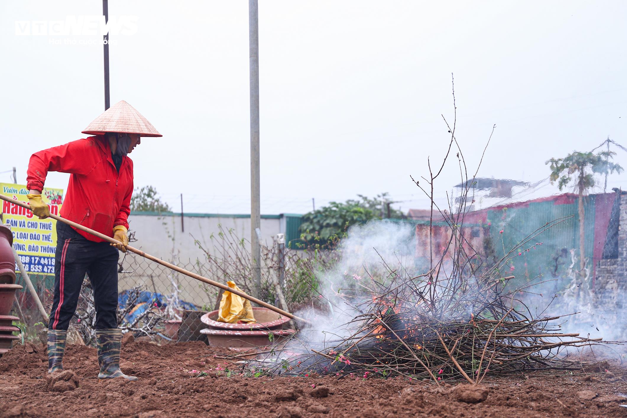 Chủ vườn Nhật Tân tất bật ‘hồi sinh’ đào sau Tết, giữ dáng cho mùa sau - 19