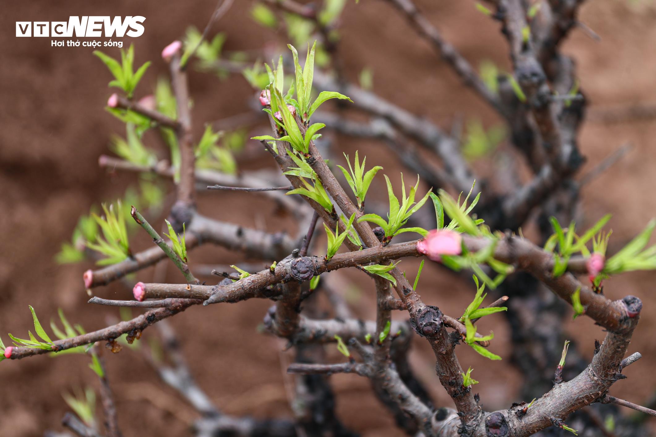 Sau khi được cắt tỉa gọn gàng, nhiều cành đào bắt đầu bật chồi, ra lộc non, báo hiệu quá trình phục hồi và sinh trưởng trở lại.