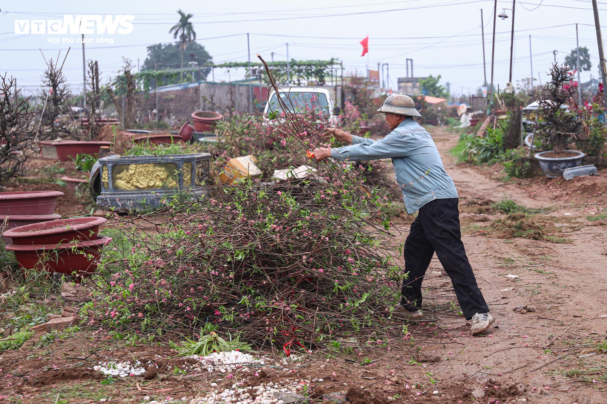 Chủ vườn Nhật Tân tất bật ‘hồi sinh’ đào sau Tết, giữ dáng cho mùa sau - 18