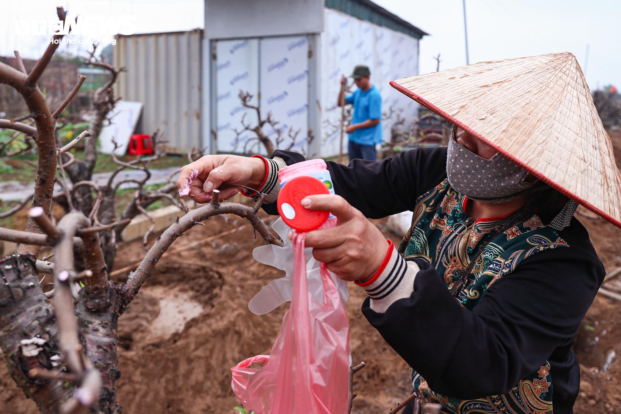Chủ vườn Nhật Tân tất bật ‘hồi sinh’ đào sau Tết, giữ dáng cho mùa sau - 13