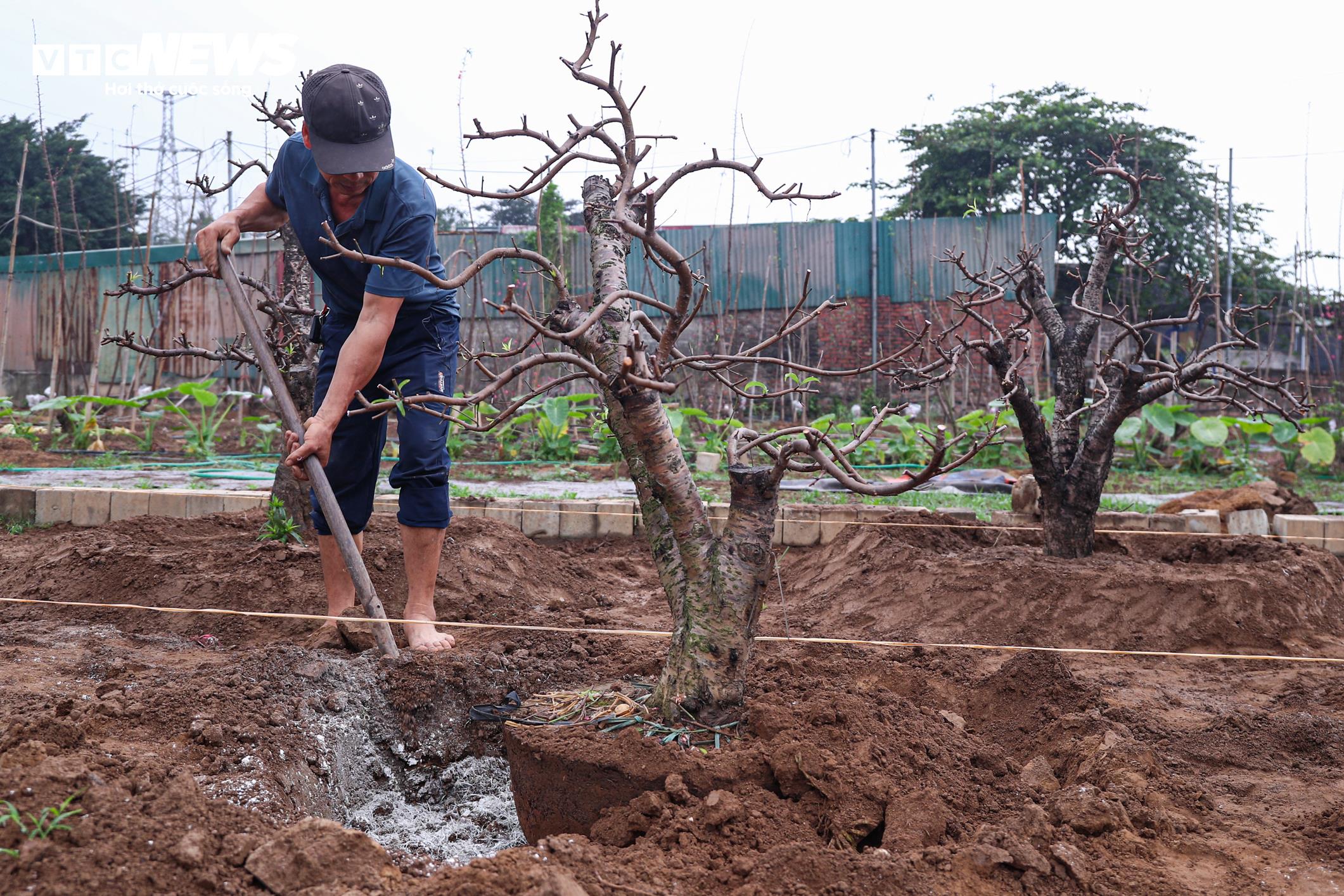 Chủ vườn Nhật Tân tất bật ‘hồi sinh’ đào sau Tết, giữ dáng cho mùa sau - 17