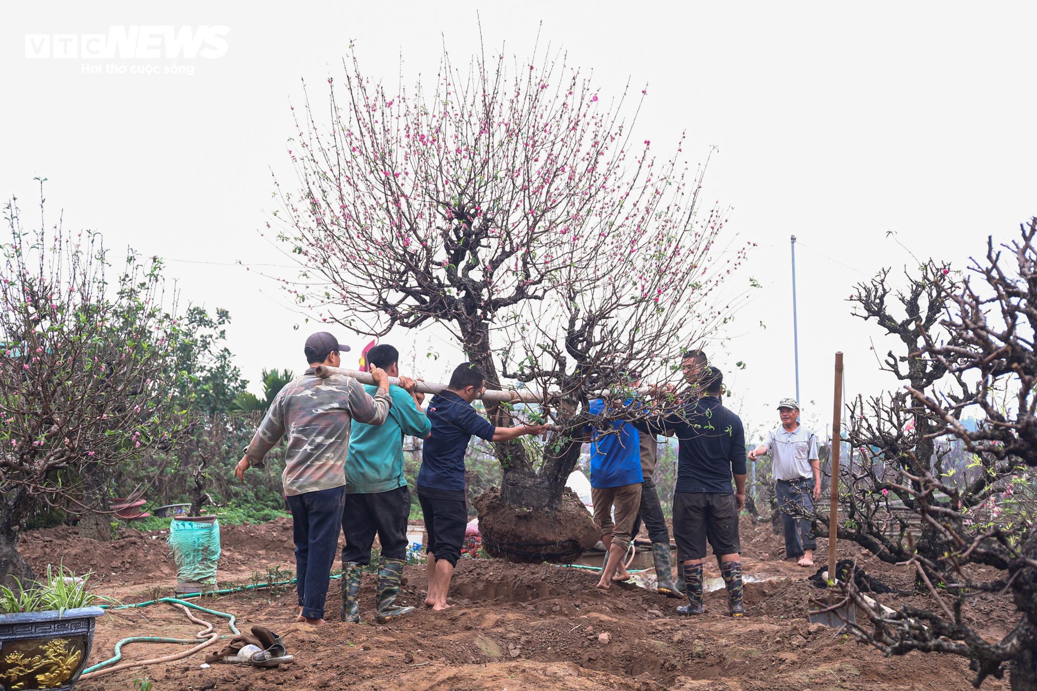 Chủ vườn Nhật Tân tất bật ‘hồi sinh’ đào sau Tết, giữ dáng cho mùa sau - 4