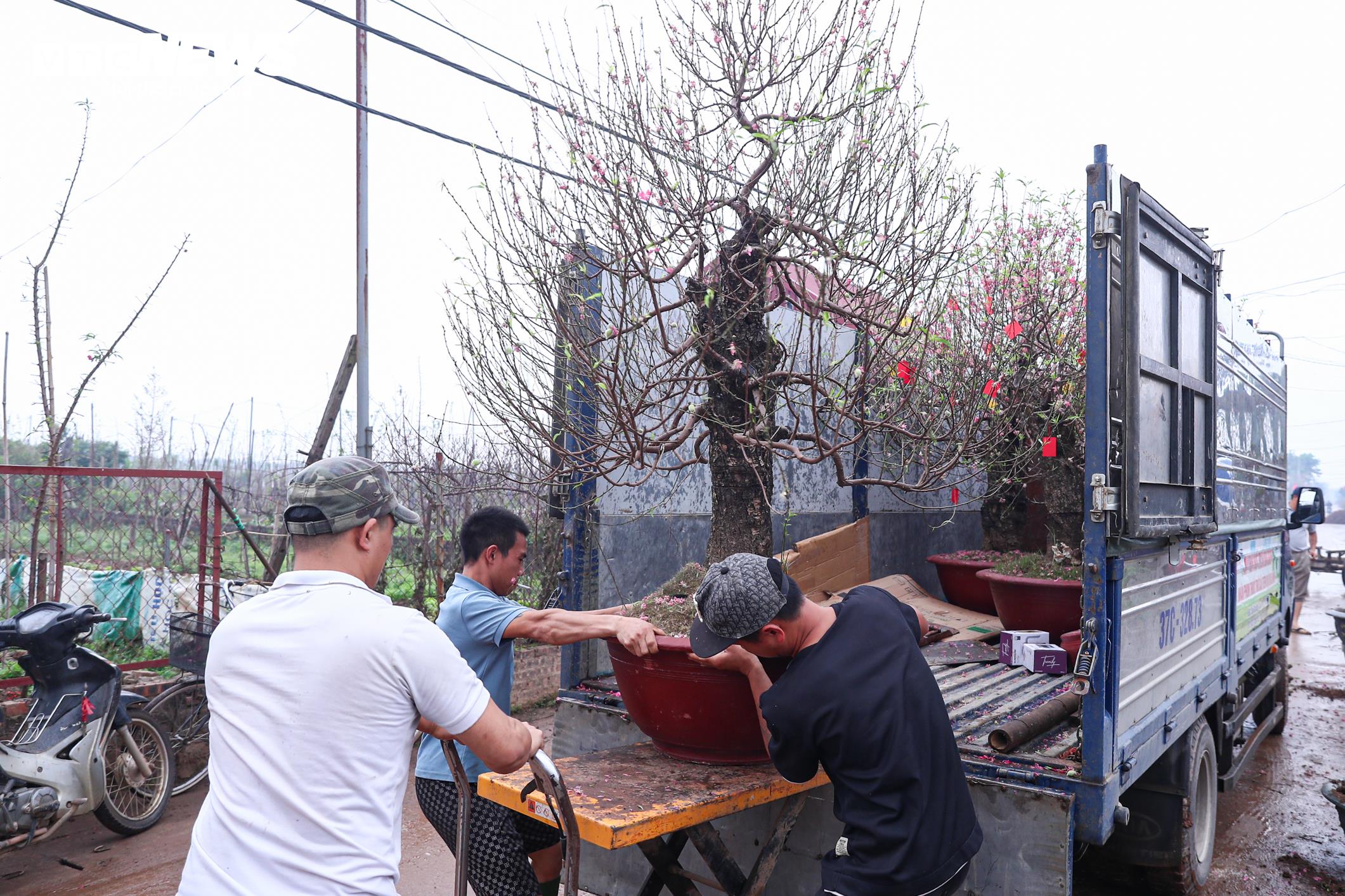 Chủ vườn Nhật Tân tất bật ‘hồi sinh’ đào sau Tết, giữ dáng cho mùa sau - 9