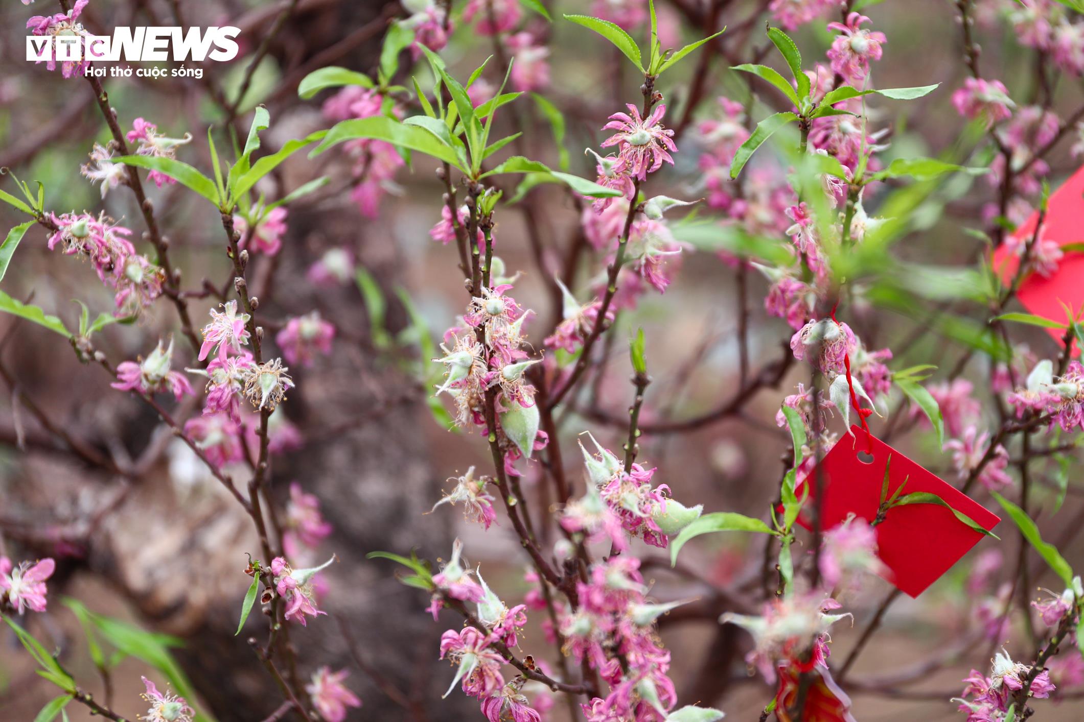 Chủ vườn Nhật Tân tất bật ‘hồi sinh’ đào sau Tết, giữ dáng cho mùa sau - 12