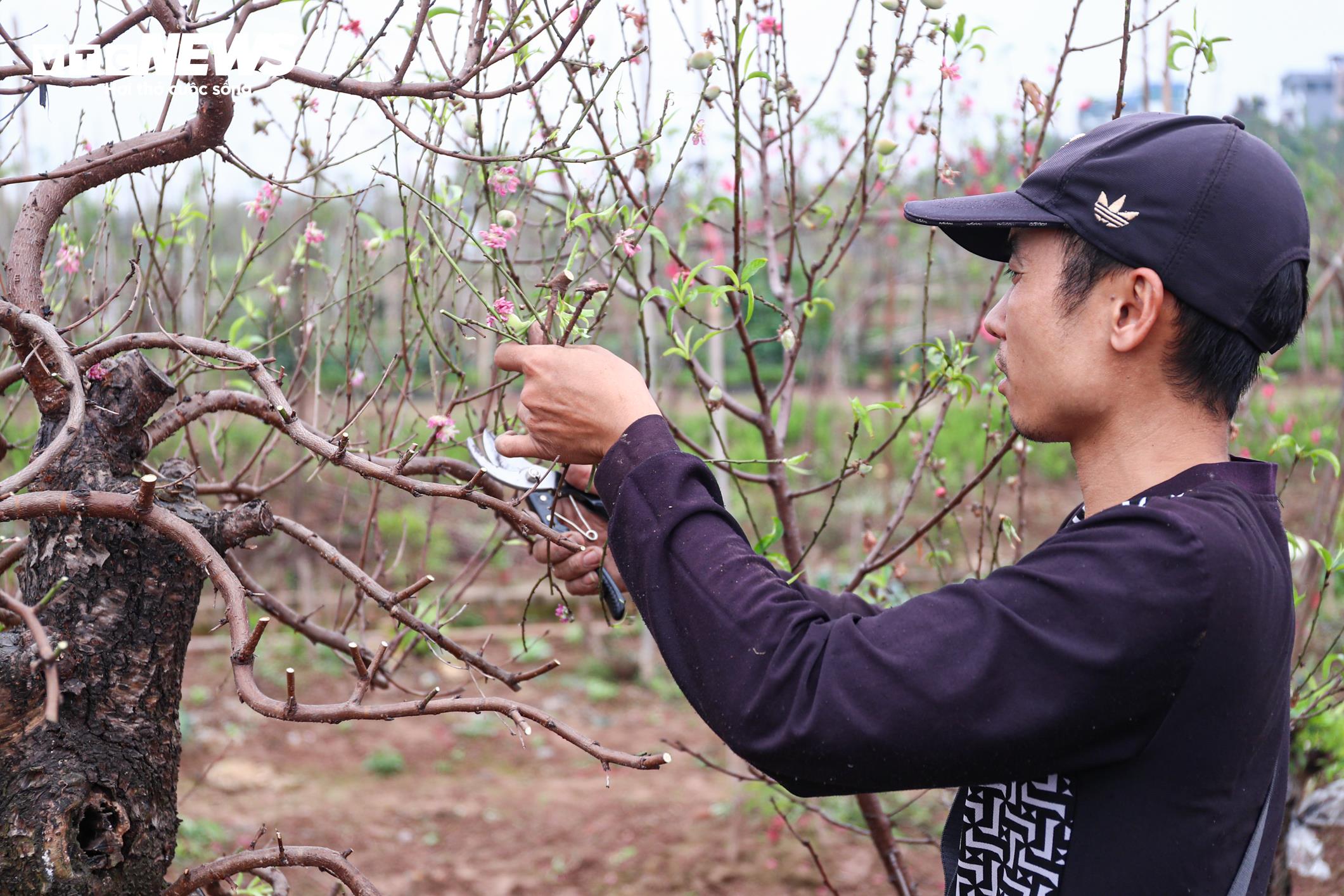 Chủ vườn Nhật Tân tất bật ‘hồi sinh’ đào sau Tết, giữ dáng cho mùa sau - 11