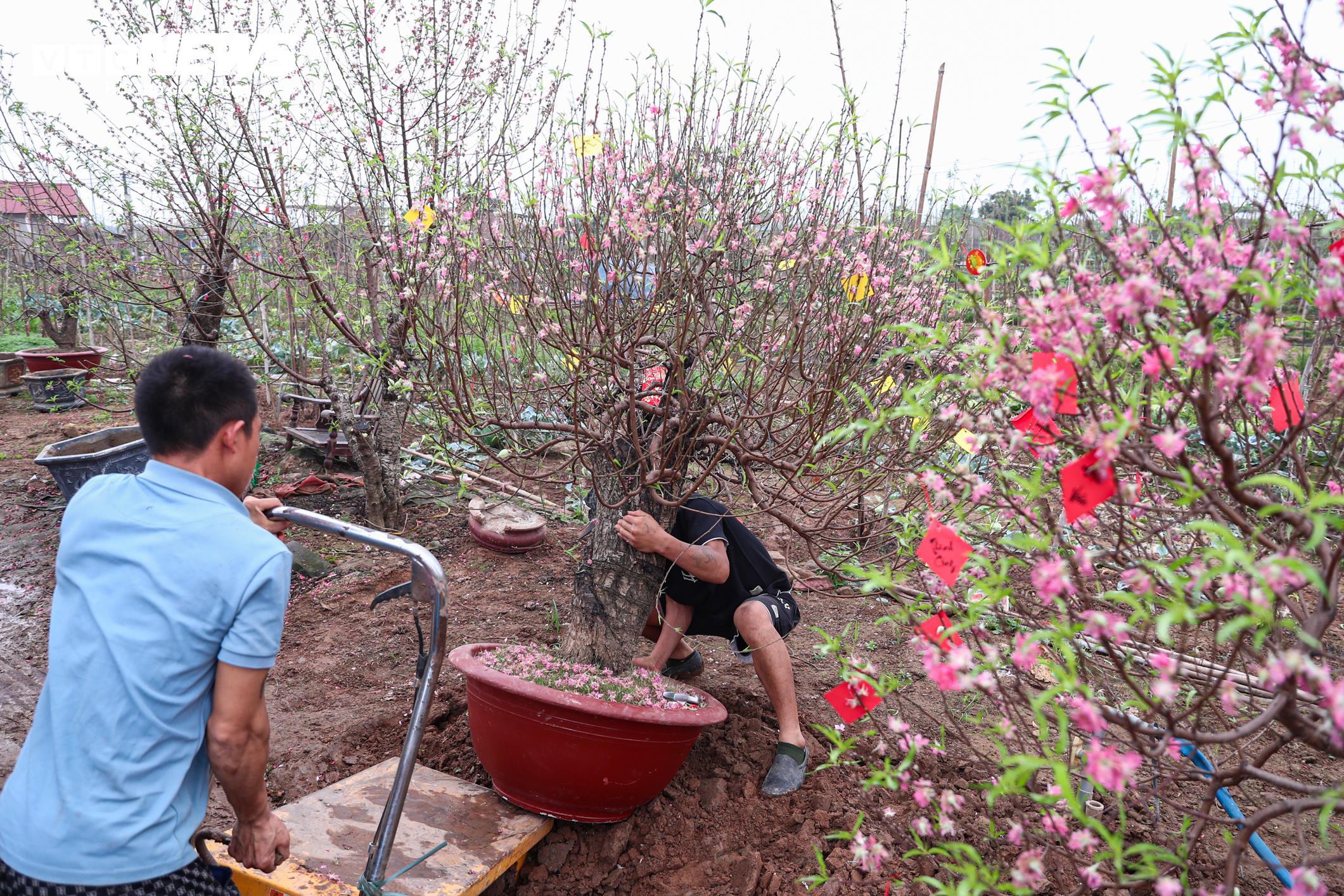 Chủ vườn Nhật Tân tất bật ‘hồi sinh’ đào sau Tết, giữ dáng cho mùa sau - 10