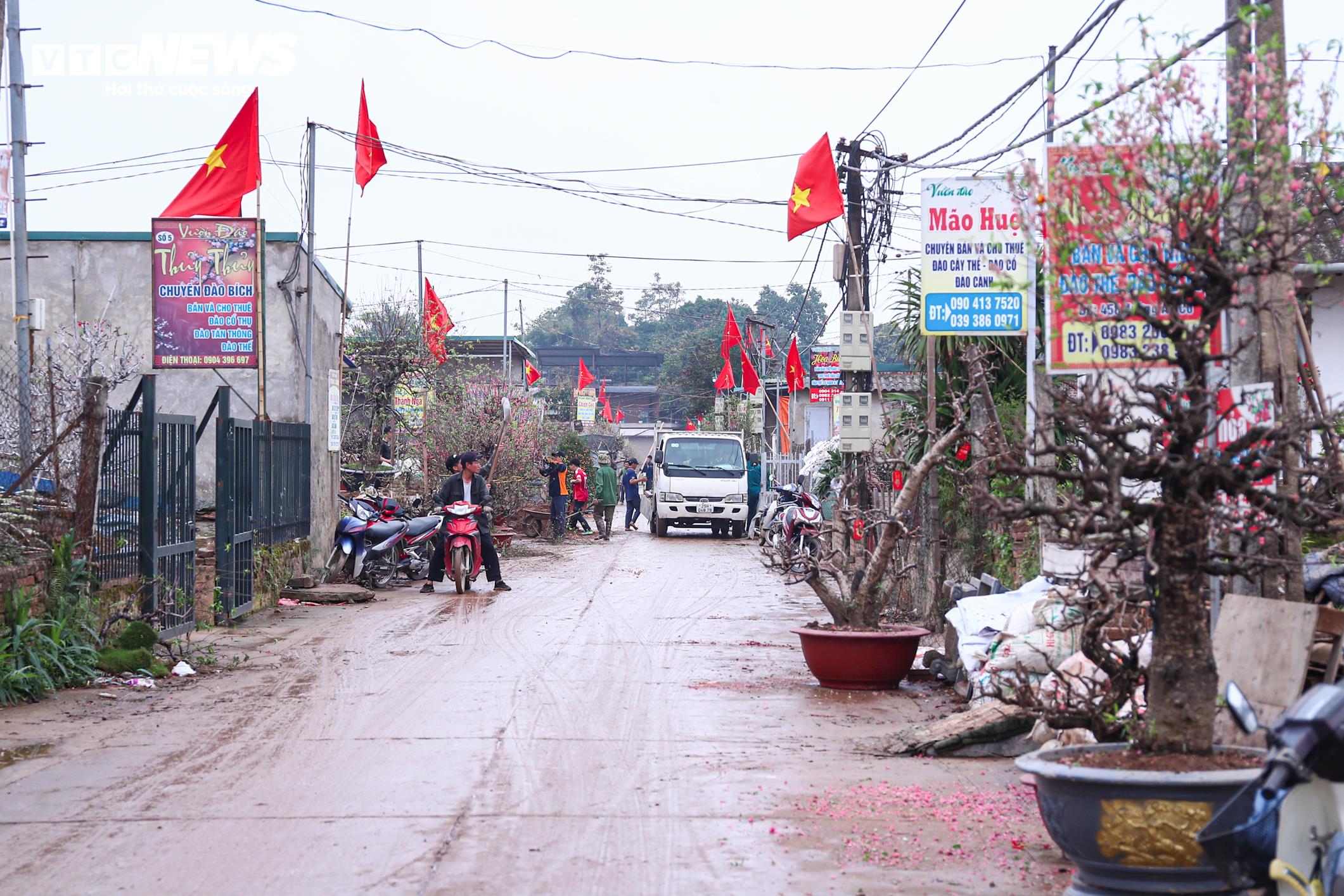 Sau Tết Nguyên đán, các nhà vườn ở làng Nhật Tân (phường Hồng Hà, Hà Nội) nhanh chóng quay trở lại vườn, thu gom những gốc đào đã cho thuê, bán dịp Tết để cắt tỉa, chăm dưỡng và phục hồi, tạo nguồn cây cho mùa xuân năm sau.